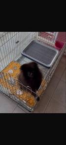 pomeranian puppy