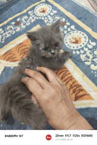 kitten ragdoll area perlis