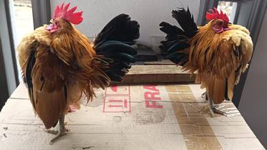 Ayam Serama