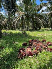 Agricultural Land in Pontian, JHR