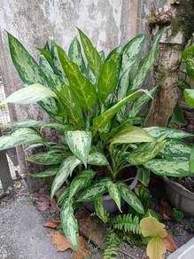 Aglaonema