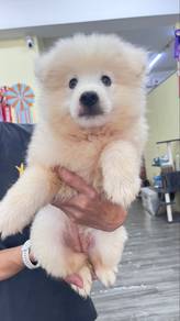 Samoyed mix