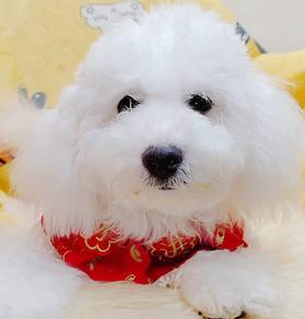 Maltipoo