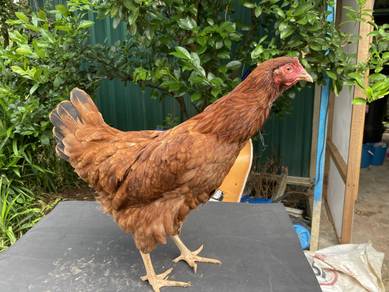 Betina Dara Rhode Island Red
