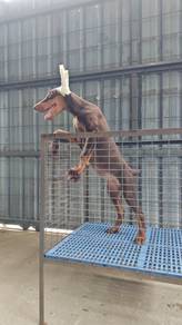 Pure! USA line Doberman female puppy 0407C