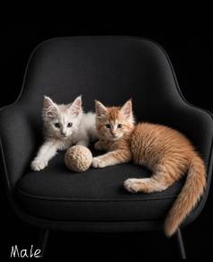 Maine Coon