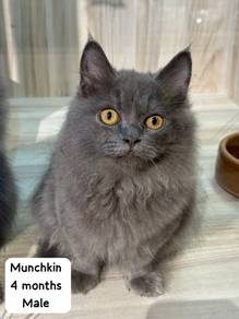 Munchkin Untuk Dijual !!