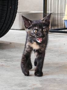 Kitten 