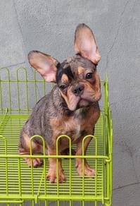 GGTT-9966 French Bulldog Merle Tan haired puppy