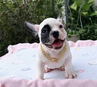 FRENCH BULLDOG PUPPIES 🌻VIP79 Boy ~ Girl