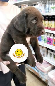hhh-0239 baby Labrador puppy dog