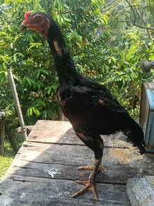 pakoy gendang 