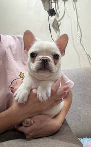 French bulldog puppy