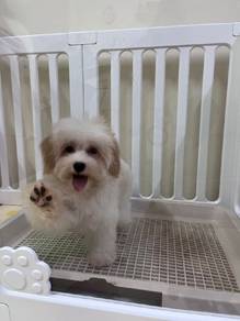 Maltipoo 