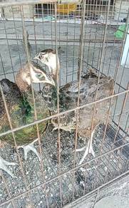 Burung merak 