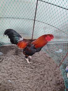 ayam laga