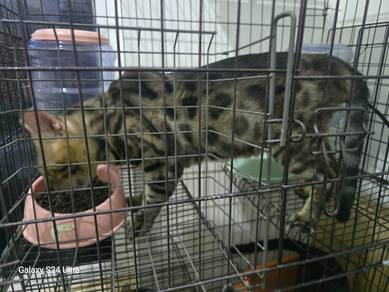 Adult Bengal for Rehome
