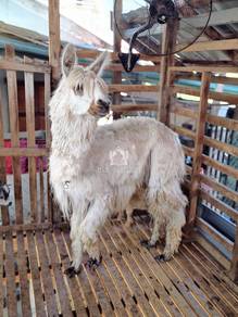 Alpaca Female