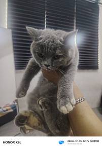 cat bsh