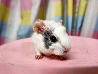 Guinea Pig