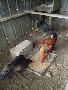 ayam sabung 