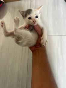 Domestic Long Hair