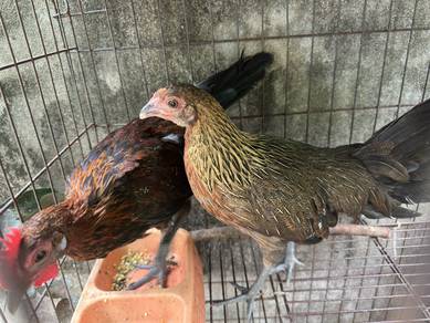 ayam hutan