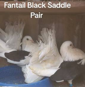 Burung Merpati America Fantail Saddle induk