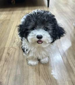 POODLE PUPPIES I142🌻 Tiny-Tea cup Import