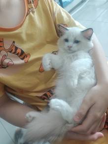 ragdoll