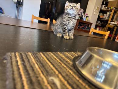 British Shorthair CEO of Chaos Available for Adopt