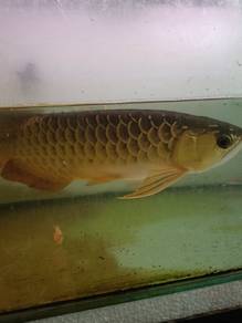 Golden Dragon 