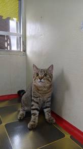 Kitten BSH Tabby