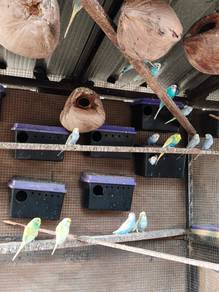 Burung baji