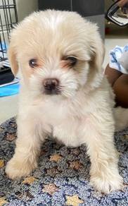 shipoo