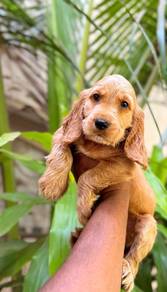 cocker spaniel e
