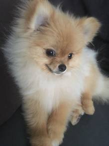 B7611 Sweet-tempered Pomeranian fluff thick hair p