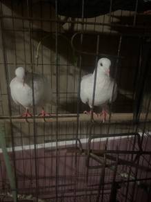 burung merpati putih