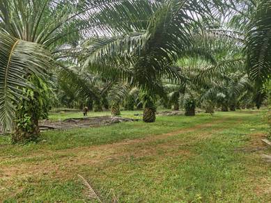 Agricultural Land in Sungai Petani, KDH