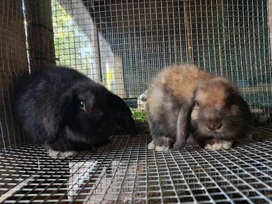 Arnab Holland Lop Sepasang