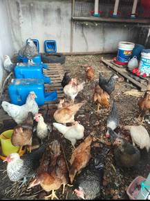 ayam kampong 