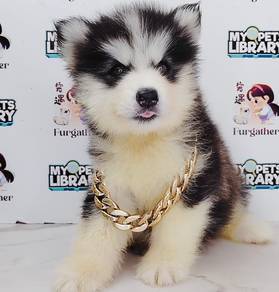 Wooly Husky