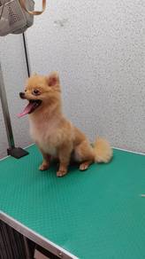 Pomeranian for sale
