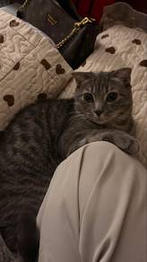mix scottish fold to let go
