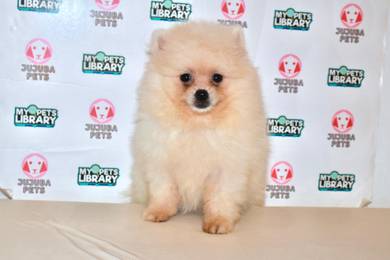 v10 Charming Pomeranian Puppy