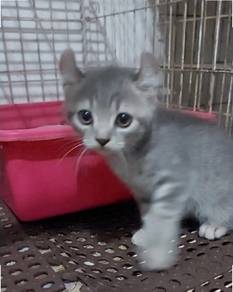 American Curl Kitten
