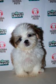 D16 Tiny Shih Tzu Dog