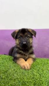 German shepherd mka certificate
