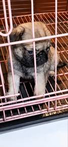 Top Quality Pure Breed Mini Flat Nose Pug