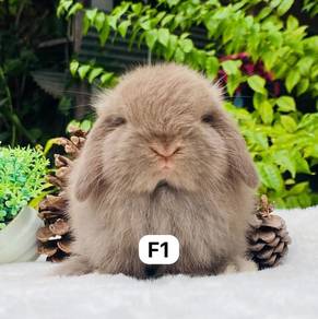 Holland lop rabbit